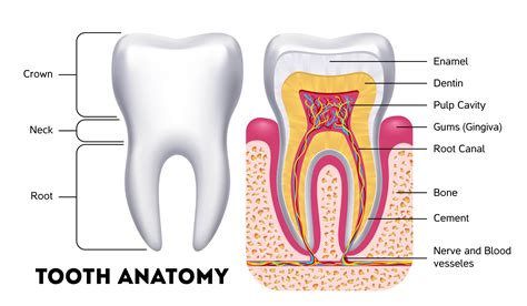 shiny teeth and me episode|tooth anatomy diagram.
